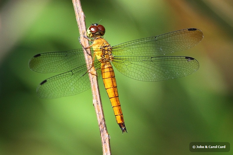 J01_2088 Orchithemis pulcherrima.JPG